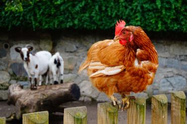 Tiere